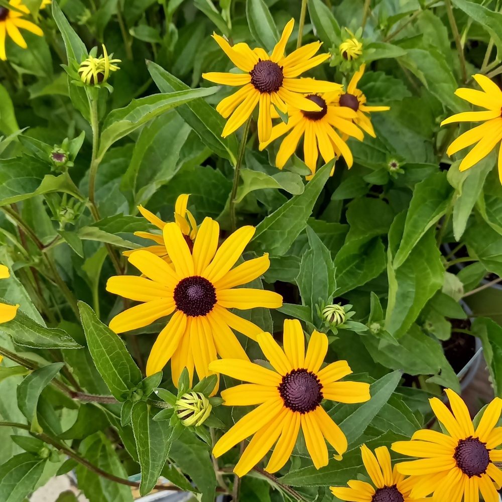 Na slunce - Třapatka zářivá Goldsturm květináč 2 litry