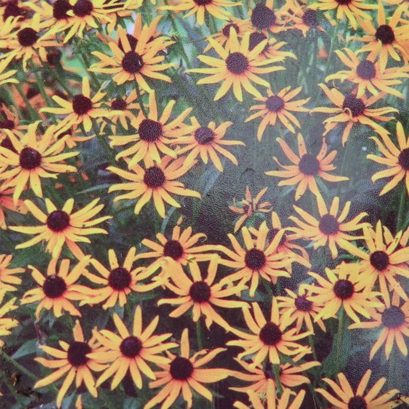 Trvalky - Třapatka zářivá květináč 11cm