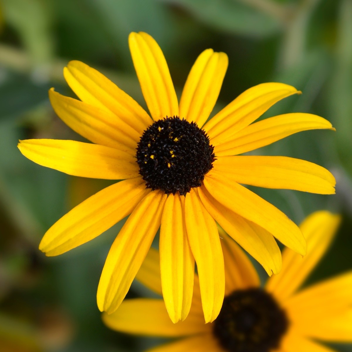 Na slunce - Třapatka zářivá květináč 9cm