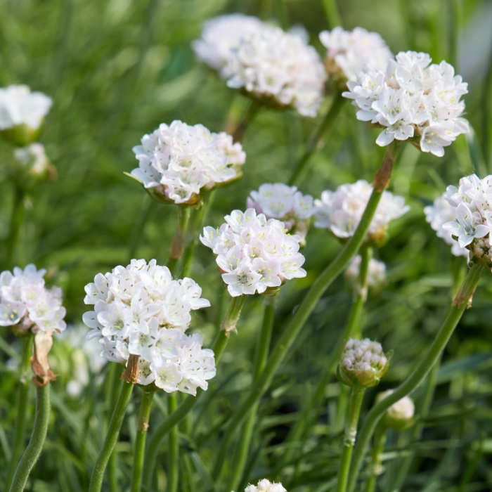 Skalničky - Trávnička přímořská Armada White květináč 9cm