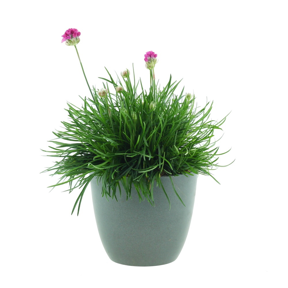 Skalničky - Trávnička přímořská mix, květináč 12cm