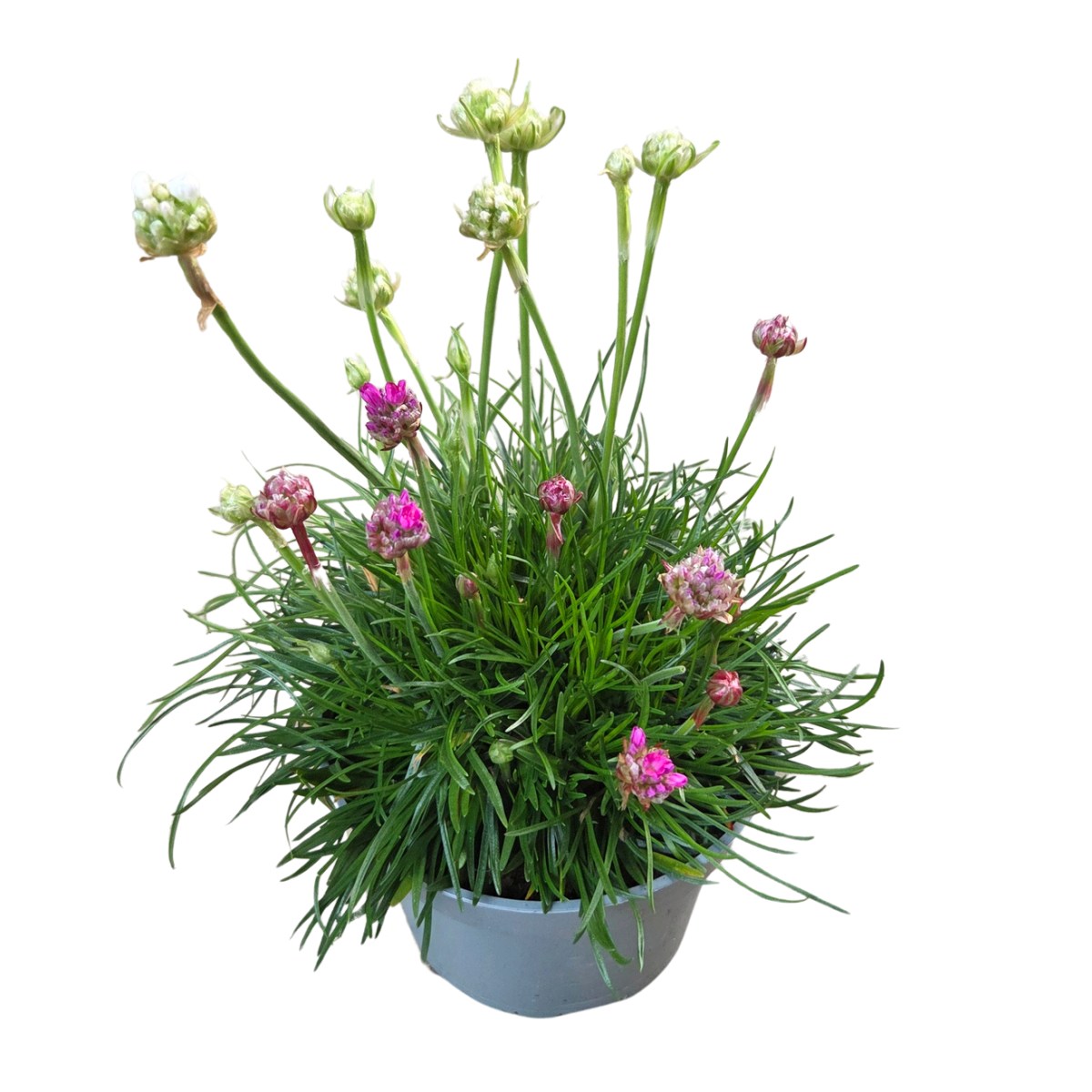Skalničky - Trávnička přímořská Twin květináč 13cm