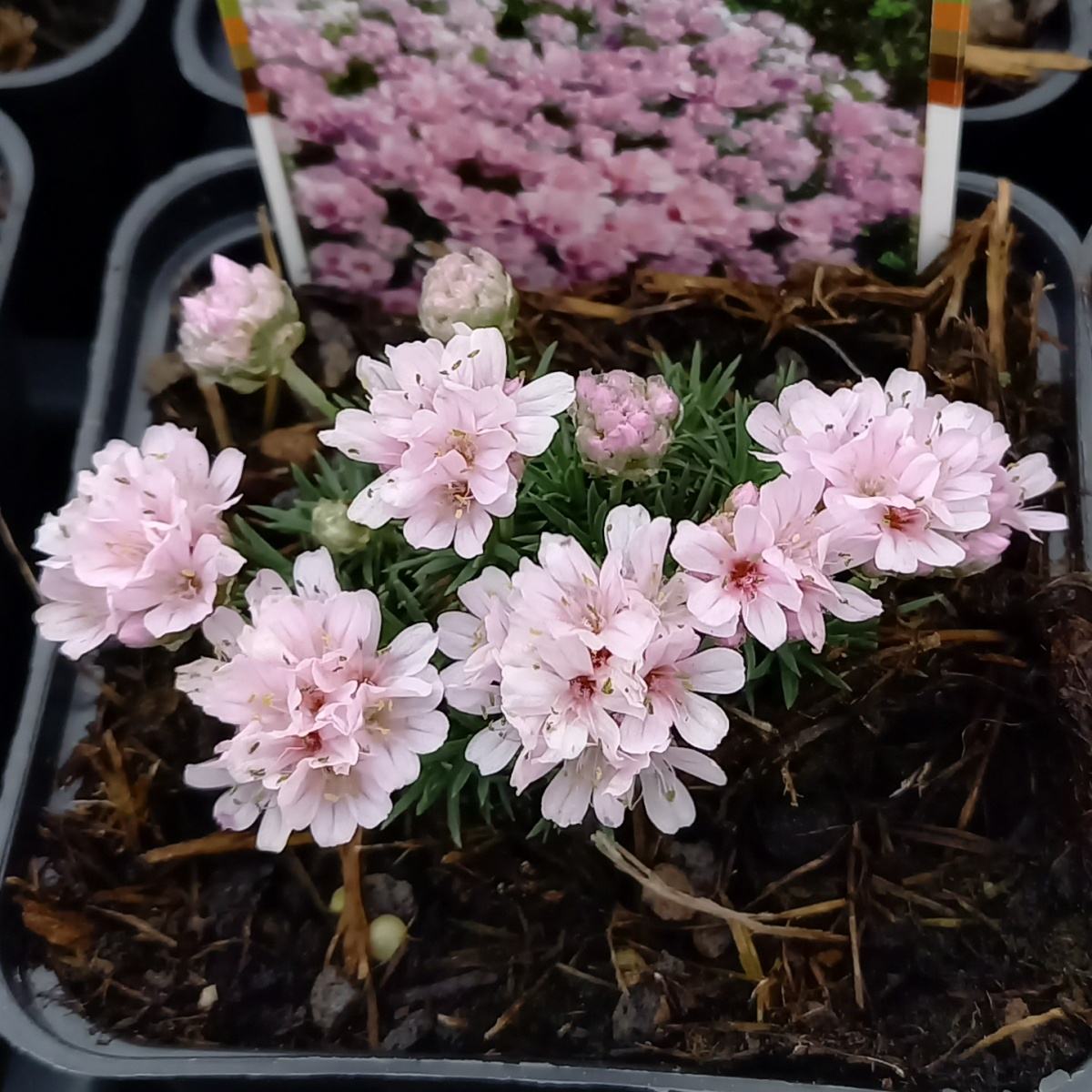 Skalničky - Trávnička trsnatá Babí Lom 9cm