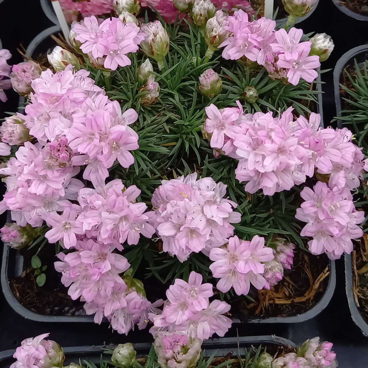 Skalničky - Trávnička trsnatá Brno květináč 9cm