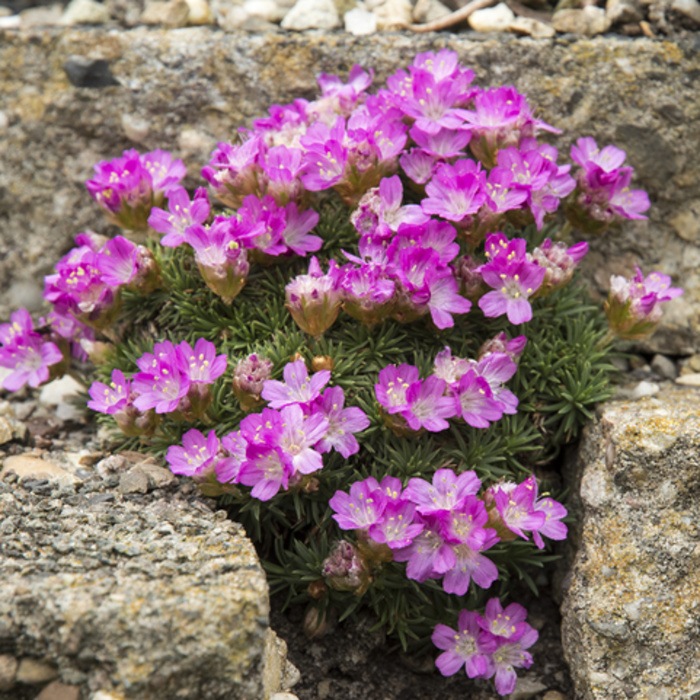 Skalničky - Trávnička trsnatá 'Drake's Deep Form' 9cm