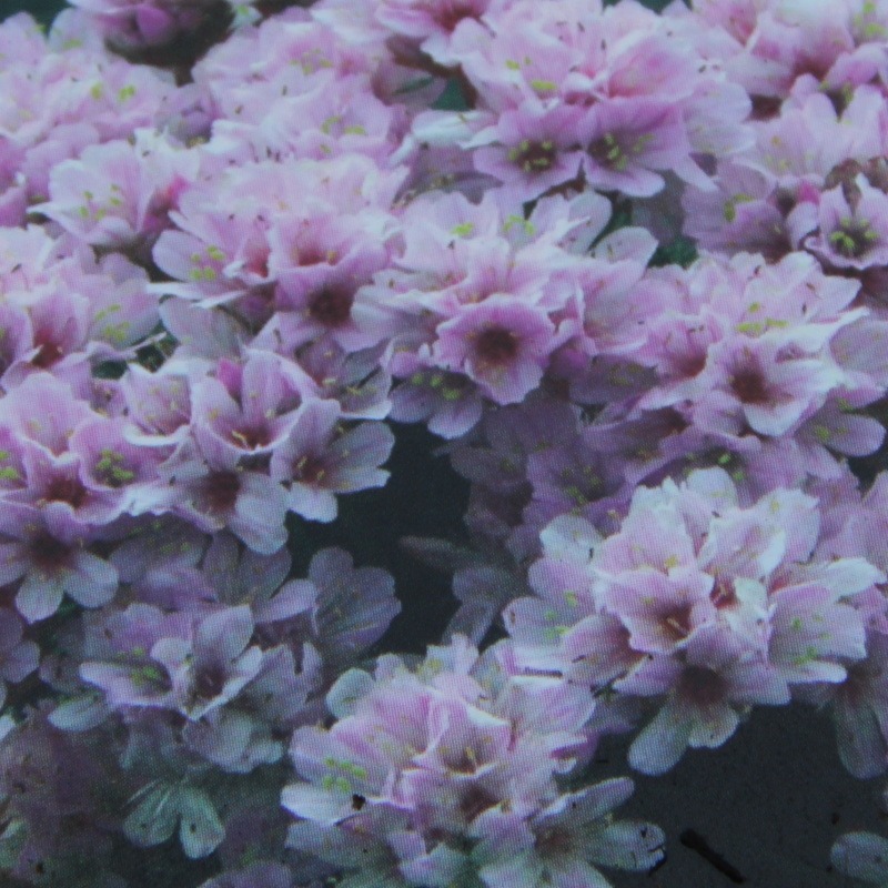 Skalničky - Trávnička trsnatá 'Lelekovice' 9cm