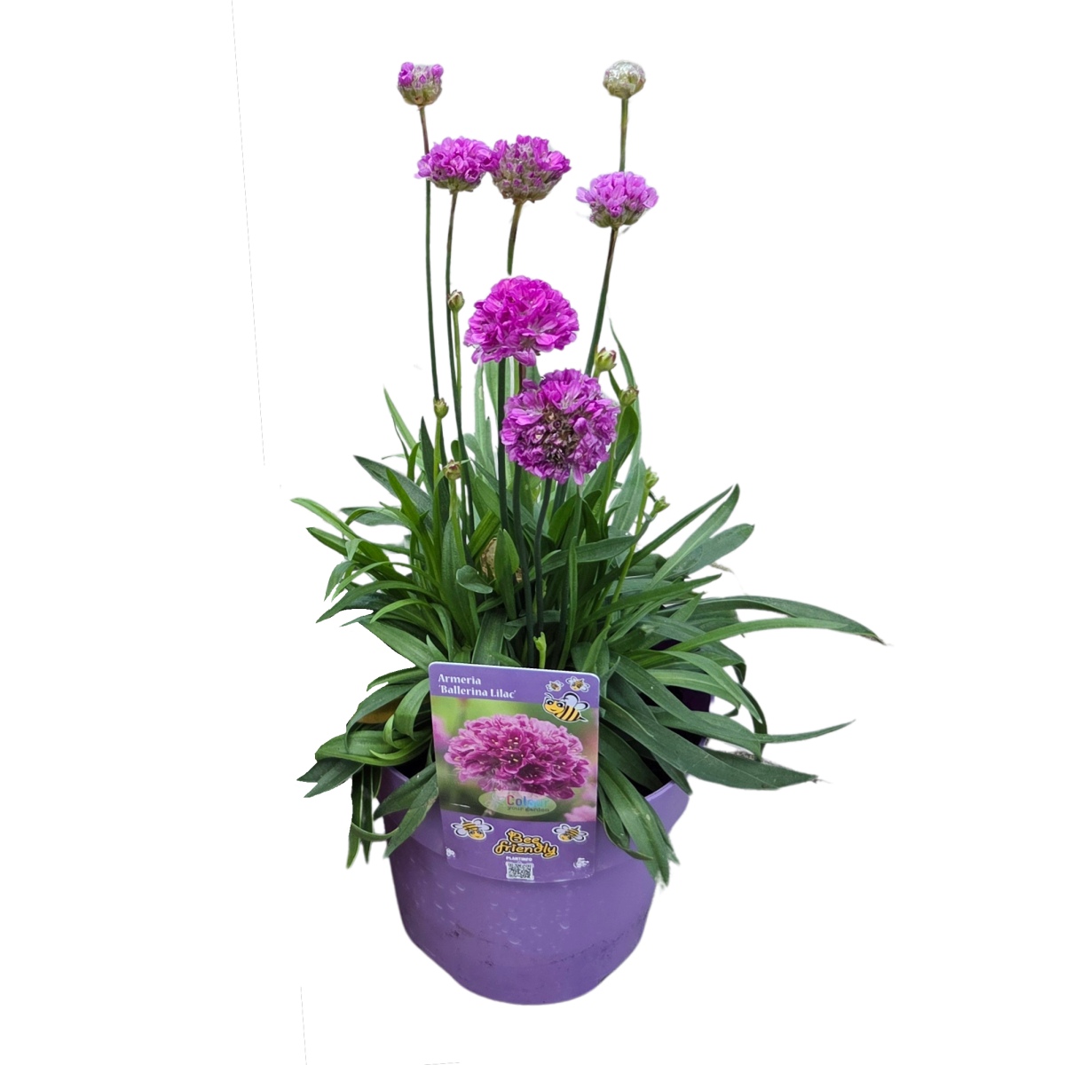 Skalničky - Trávnička velkolistá Ballerina Lilac květináč 1,5 litru