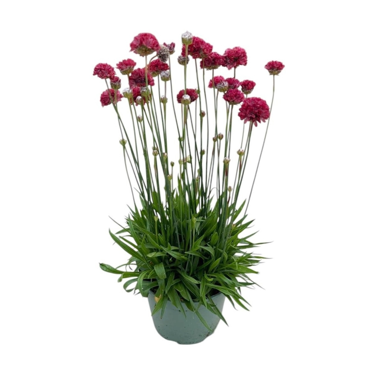 Skalničky - Trávnička velkolistá Ballerina Red květináč 1,5 litru