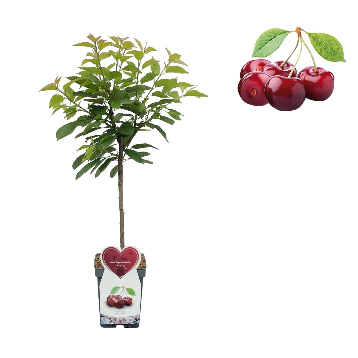 Balkonové ovocné stromky - Třešeň Burlat květináč 5 litrů, balkonová, zákrsek, CIZOSPRAŠNÁ