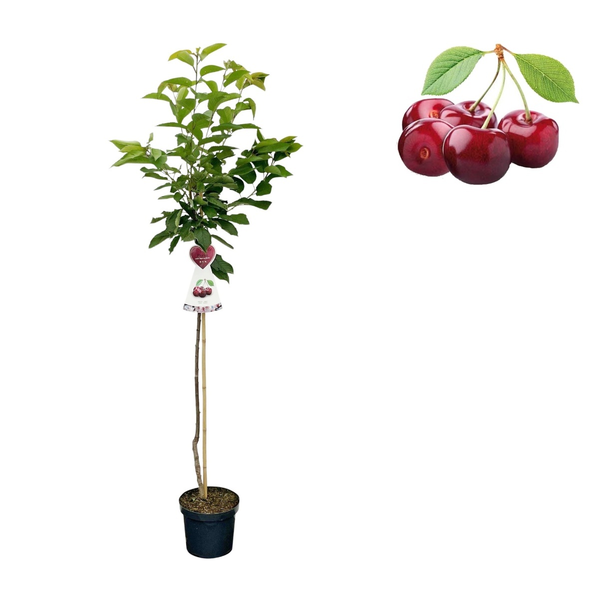 Ovocné stromky do zahrady - Třešeň Burlat květináč 6 litrů, výška 150/175cm, stromek, CIZOSPRAŠNÁ