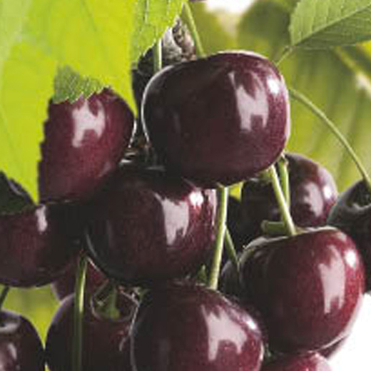 Rostliny - Třešeň Burlat květináč 7,5 litru, čtvrtkmen, CIZOSPRAŠNÁ