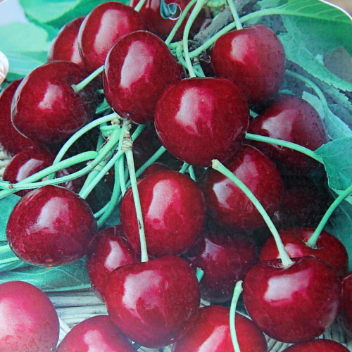 Rostliny - Třešeň 'Burlat' květináč 9 litrů, polokmen, CIZOSPRAŠNÁ