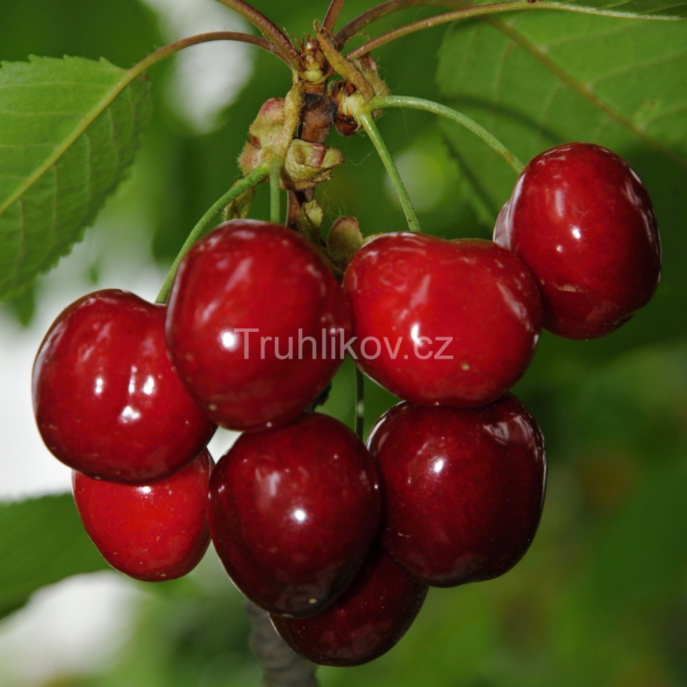 Rostliny - Třešeň 'Burlat' prostokořenné, zákrsek, CIZOSPRAŠNÁ