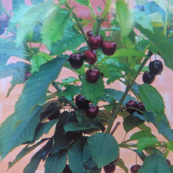 Rostliny - Třešeň 'Cerasella' květináč 10 litrů, mini kmínek, částečně samosprašná