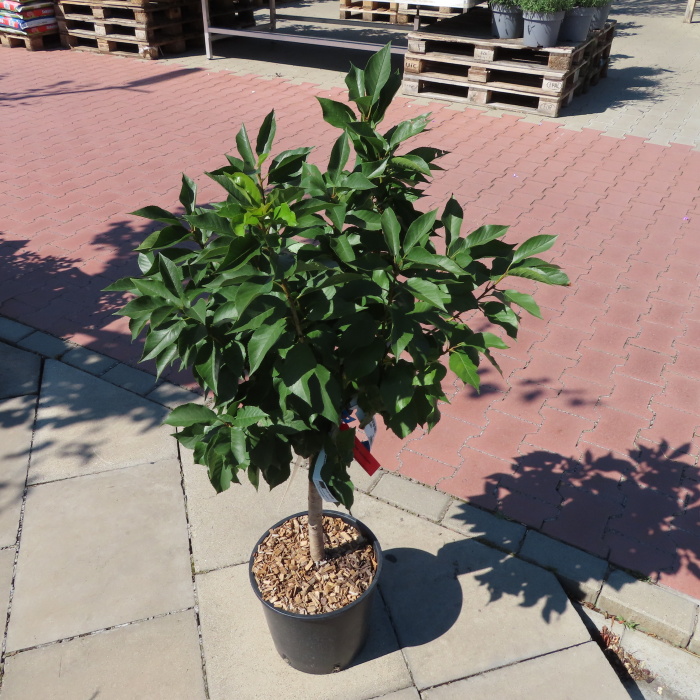 Třešeň 'Cerasella' květináč 10 litrů, mini kmínek, částečně samosprašná-0