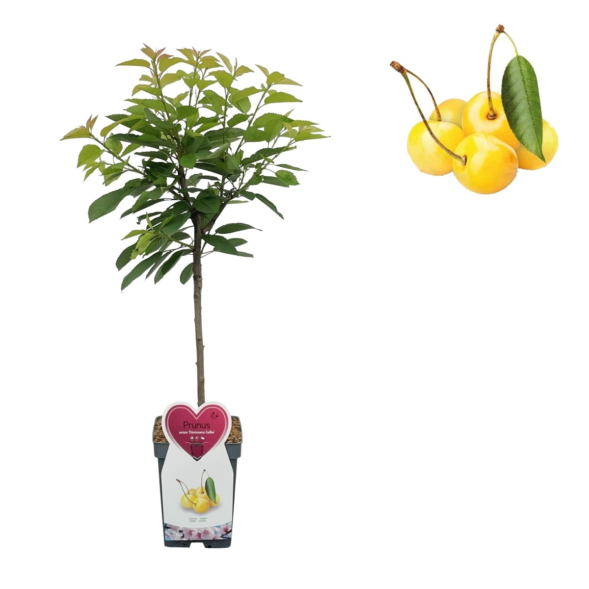 Rostliny - Třešeň 'Denisenova žlutá' květináč 5 litrů, balkonová, zákrsek, CIZOSPRAŠNÁ