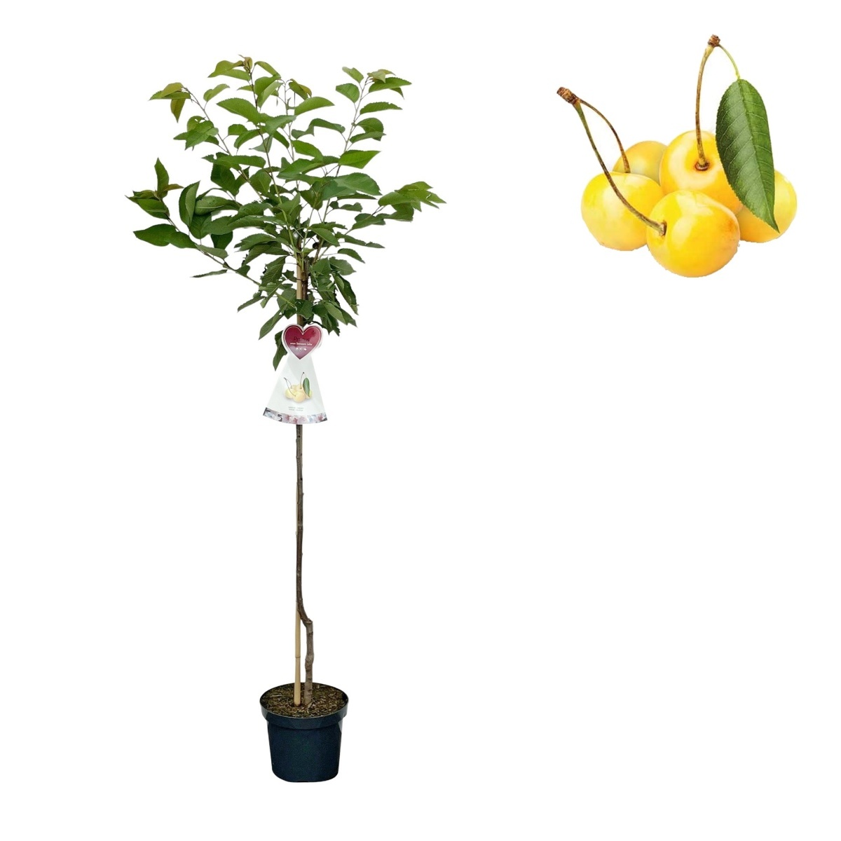 Ovocné stromky do zahrady - Třešeň Denisenova žlutá květináč 6 litrů, výška 150/175cm, stromek, CIZOSPRAŠNÁ