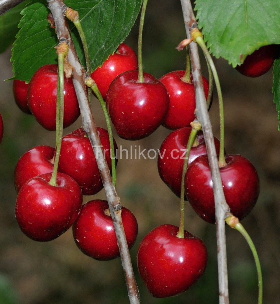 Rostliny - Třešeň 'Early Korvik' prostokořenné, zákrsek, CIZOSPRAŠNÁ
