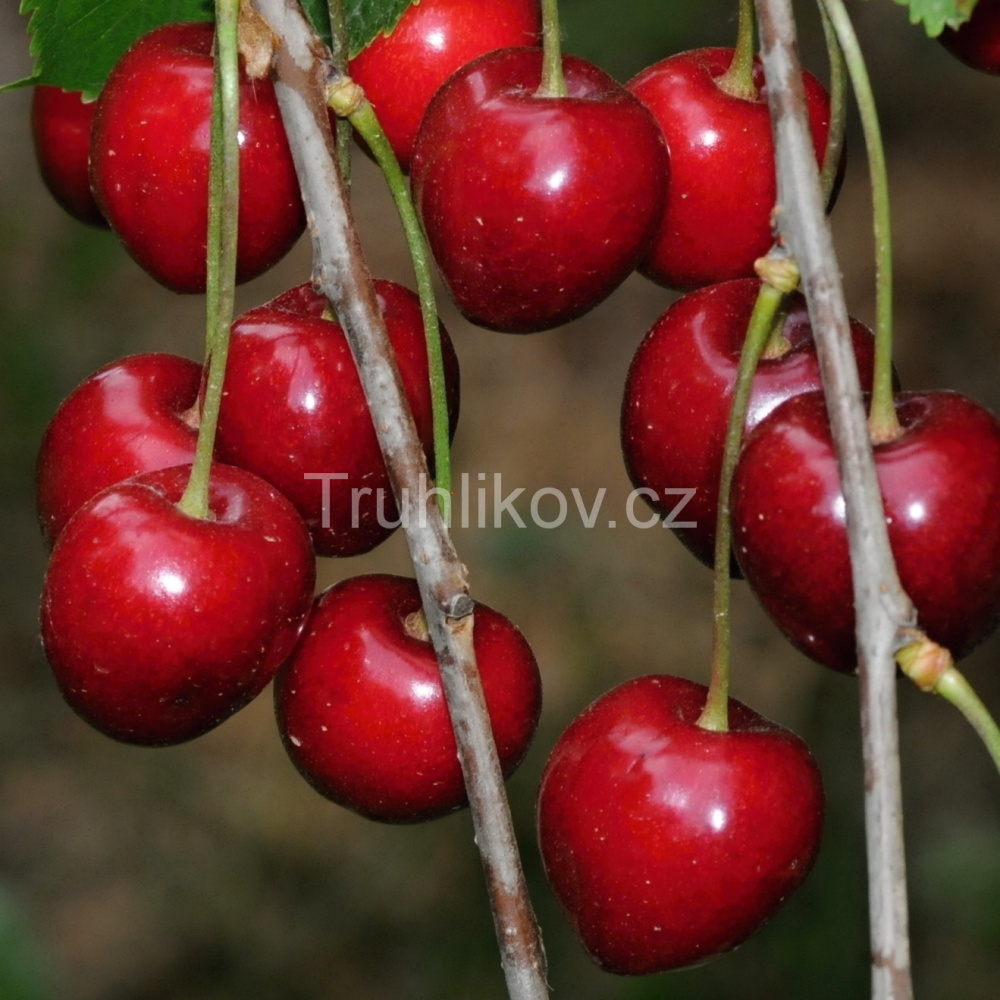 Třešeň 'Early Korvik' prostokořenné, zákrsek, CIZOSPRAŠNÁ-0