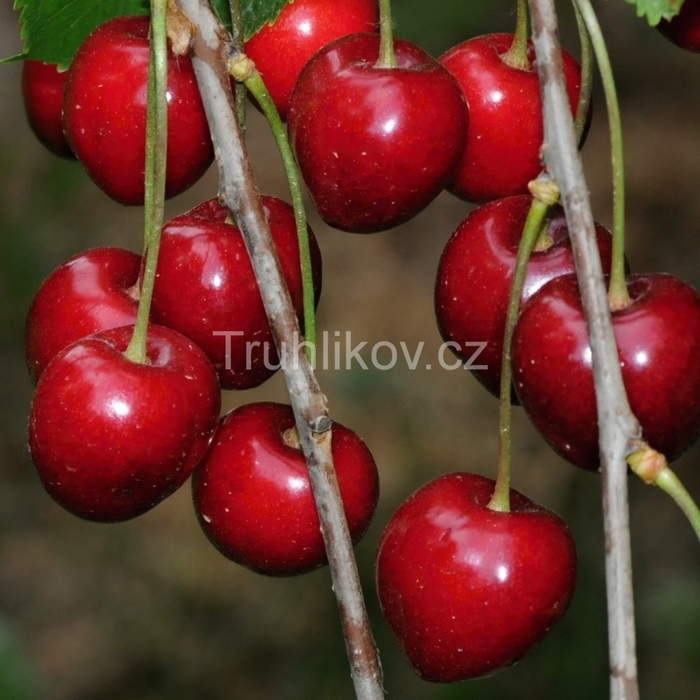 Třešně - Třešeň 'Early Krovik' květináč 7,5 litru, čtvrtkmen, CIZOSPRAŠNÁ