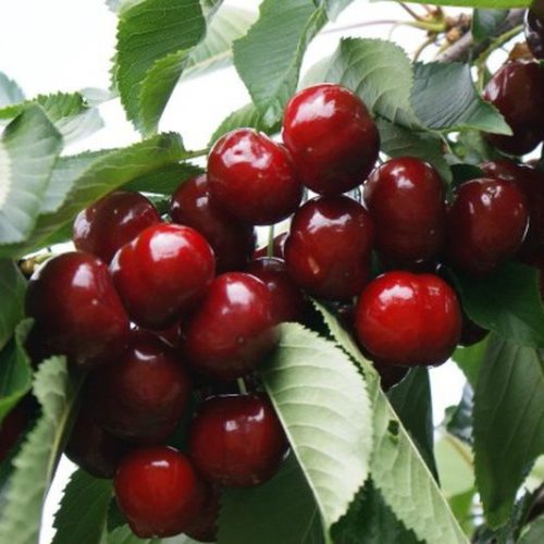 Třešně - Třešeň 'Grace Star' květináč 7,5 litru, čtvrtkmen, SAMOSPRAŠNÁ