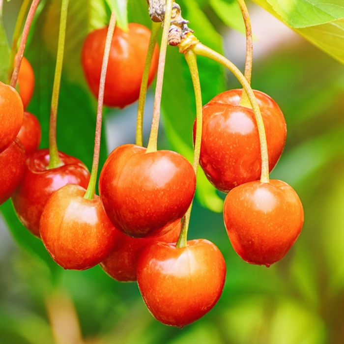 Rostliny - Třešeň Habunt srdcovka, zákrsek, květináč 10 litrů, samosprašná