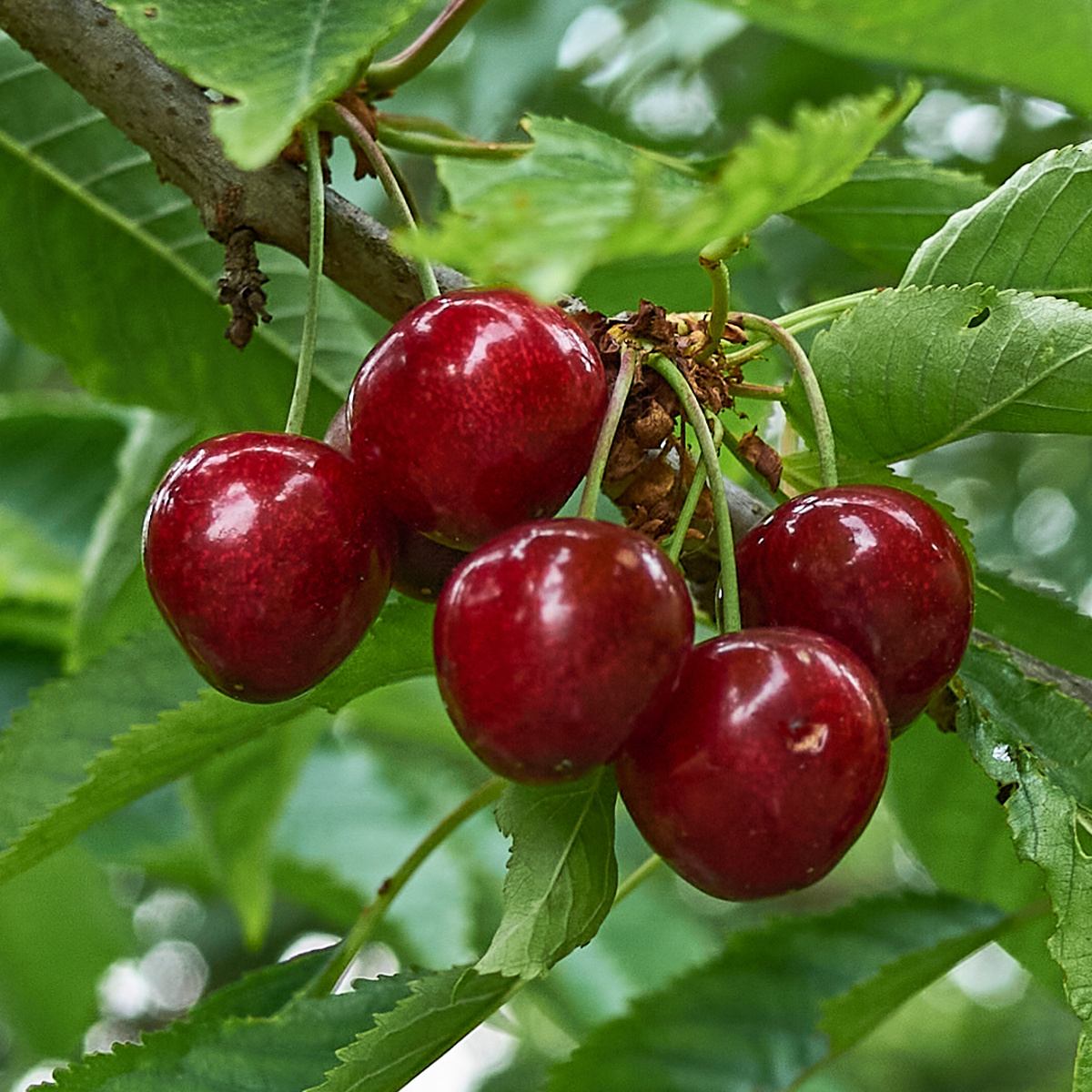Třešně - Třešeň Halka květináč 7,5 litru, samosprašná