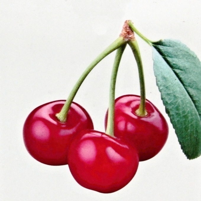 Ovocné stromky do zahrady - Třešeň 'Hedelfingenská' květináč 30 litrů, tvar palmeta, CIZOSPRAŠNÁ