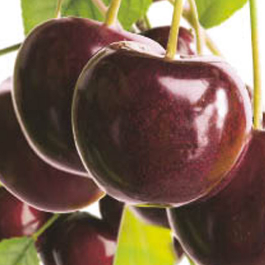 Třešeň 'Hedelfingenská' květináč 6 litrů, výška 150/175cm, stromek, CIZOSPRAŠNÁ-0