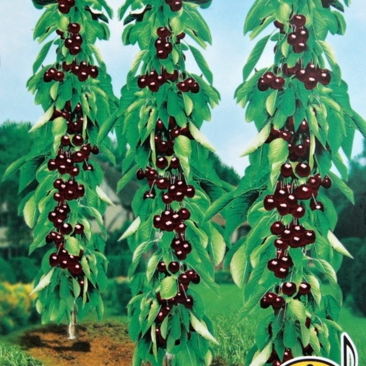 Ovocné stromky do zahrady - Třešeň Helene květináč 12 litrů, sloupová, SAMOSPRAŠNÁ