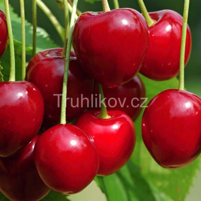 Třešně - Třešeň Karešova květináč 7,5 litru, čtvrtkmen, CIZOSPRAŠNÁ