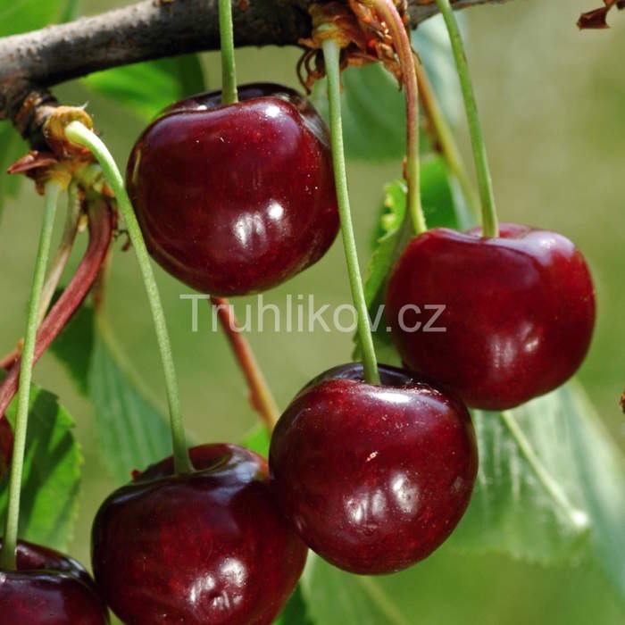 Rostliny - Třešeň Kaštánka květináč 7,5 litru, čtvrtkmen, CIZOSPRAŠNÁ