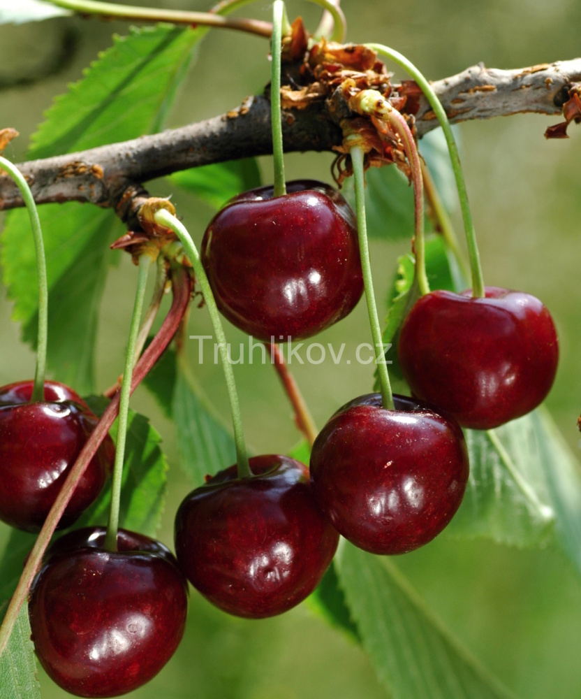Třešeň 'Kaštánka' prostokořenné, zákrsek/špičák, CIZOSPRAŠNÁ-0