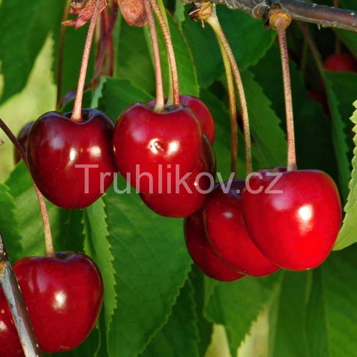 Třešně - Třešeň 'Kordia' květináč 10 litrů, zákrsek, CIZOSPRAŠNÁ