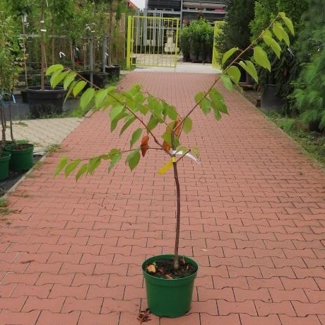 Třešeň 'Kordia' květináč 10 litrů, zákrsek, CIZOSPRAŠNÁ-0
