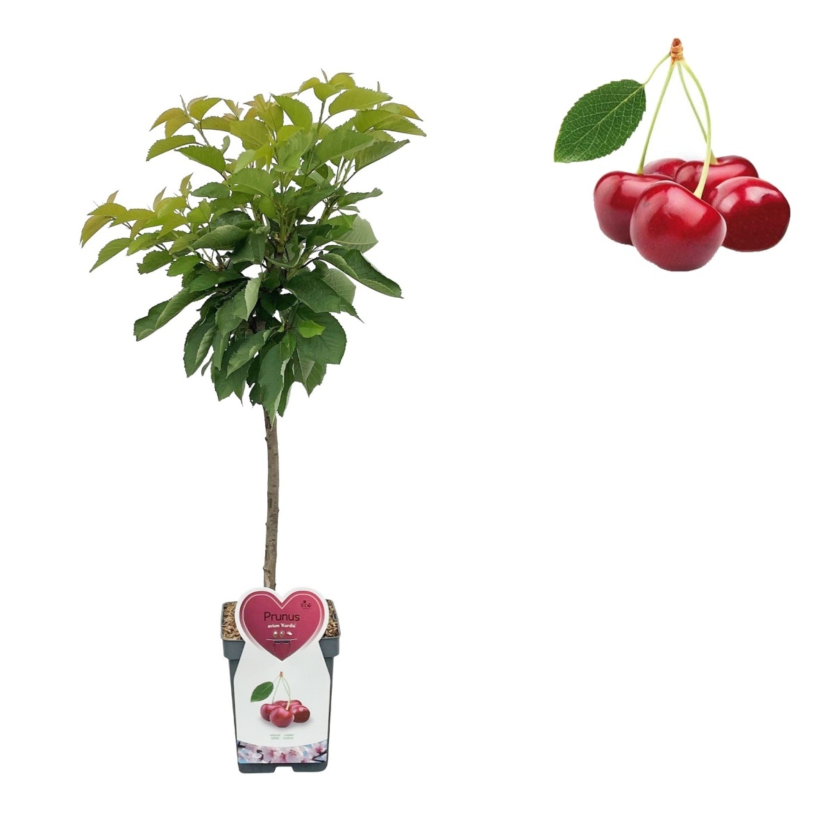 Rostliny - Třešeň Kordia květináč 5 litrů, balkonová, zákrsek, CIZOSPRAŠNÁ