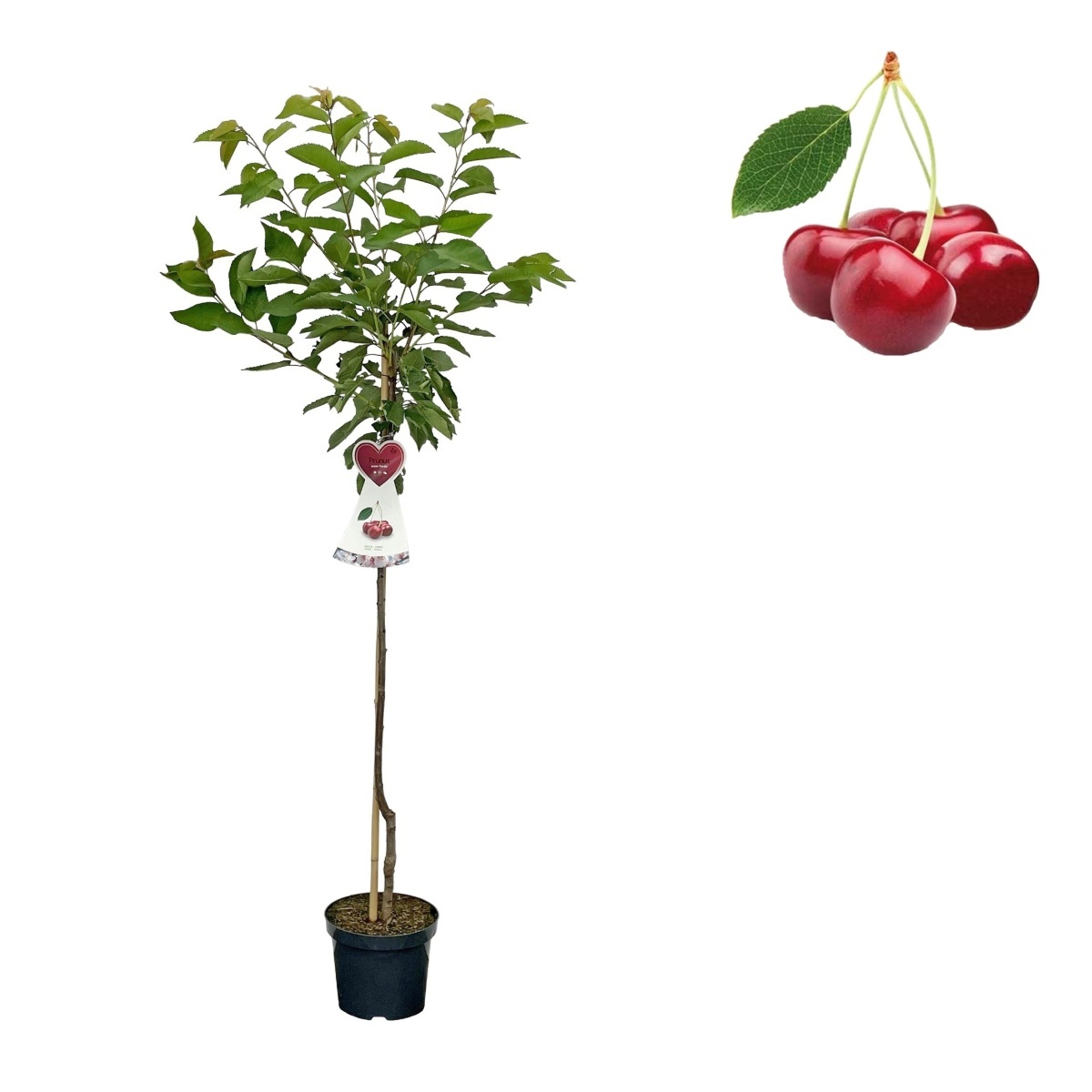 Ovocné stromky do zahrady - Třešeň Kordia květináč 6 litrů, výška 150/175cm, stromek, CIZOSPRAŠNÁ