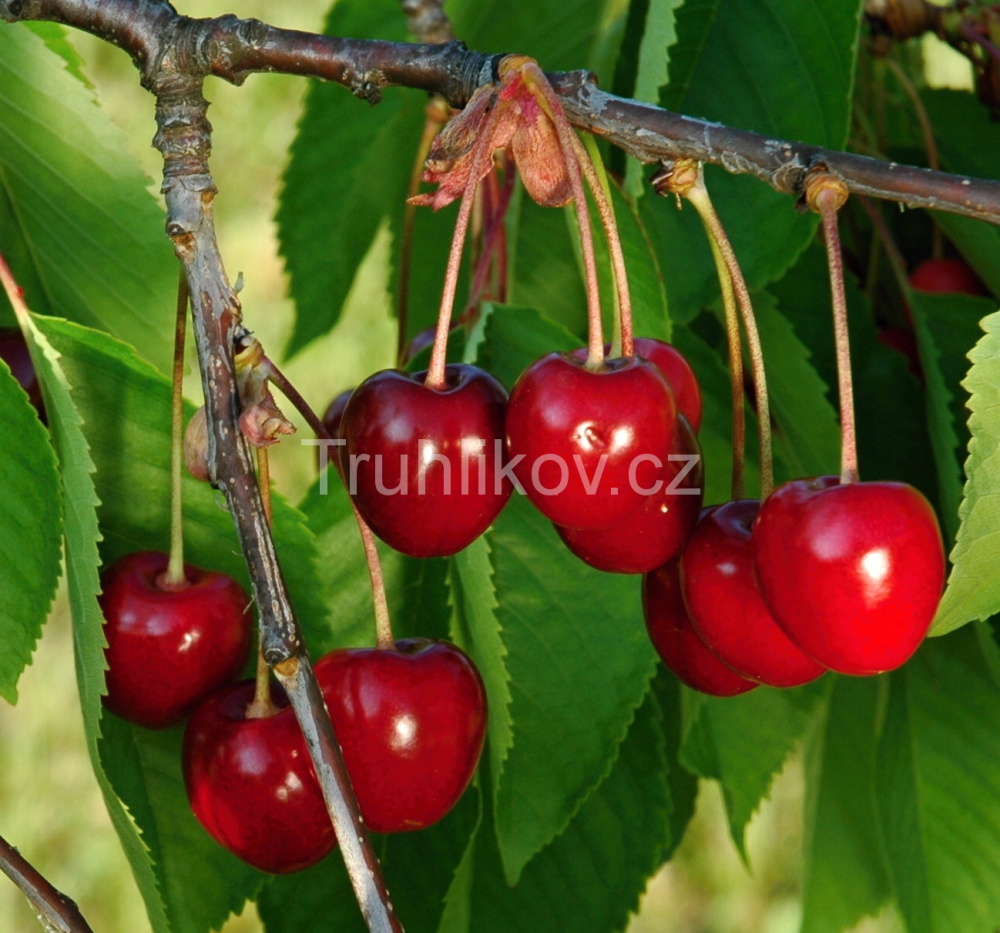 Třešeň 'Kordia' prostokořenné, zákrsek, CIZOSPRAŠNÁ-0