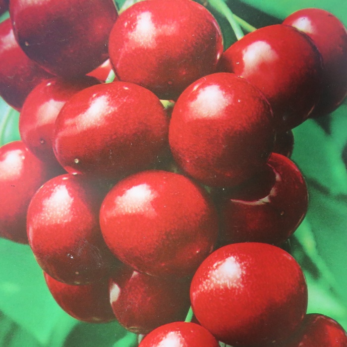 Rostliny - Třešeň, květináč 10 litrů, polokmen