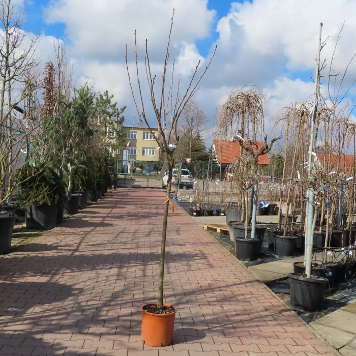 Třešeň, květináč 10 litrů, polokmen-0