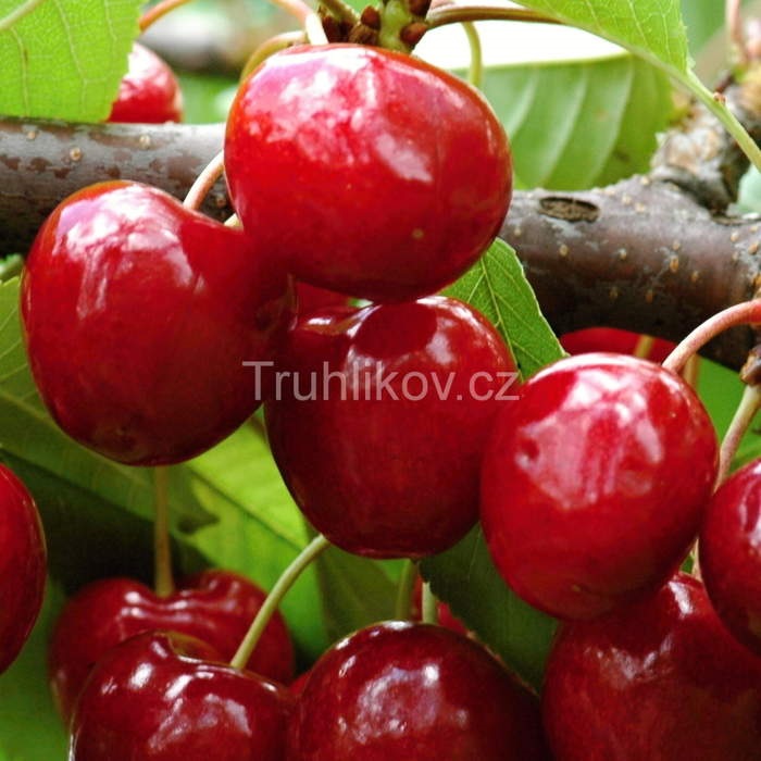Balkonové ovocné stromky - Třešeň Lapins květináč 5 litrů, balkonová, zákrsek, SAMOSPRAŠNÁ
