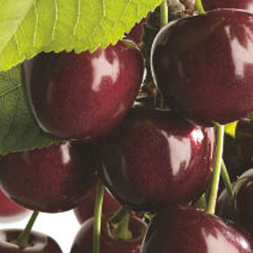 Ovocné stromky do zahrady - Třešeň Lapins květináč 6 litrů, výška 150/175cm, stromek, SAMOSPRAŠNÁ