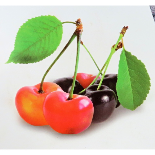 Třešně - Třešeň 'Napoleonova' a 'Velká černá chrupka' květináč 7,5 litru, duo, SOBĚSPRAŠNÉ