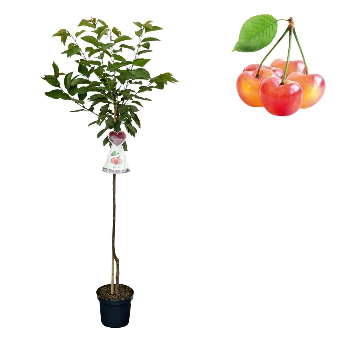 Třešně - Třešeň Napoleonova kmínek 100cm, květináč 7,5 litru, CIZOSPRAŠNÁ