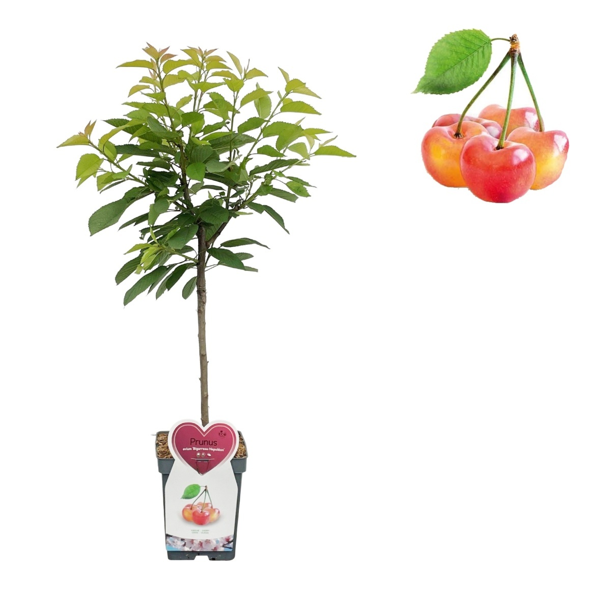 Balkonové ovocné stromky - Třešeň Napoleonova květináč 5 litrů, balkonová, zákrsek, CIZOSPRAŠNÁ