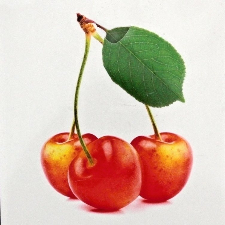 Ovocné stromky do zahrady - Třešeň 'Napoleonova' květináč 6 litrů, výška 150/175cm, CIZOSPRAŠNÁ