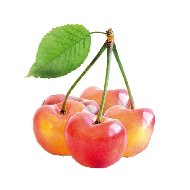 Třešně - Třešeň Napoleonova květináč 7 litrů, cizosprašná