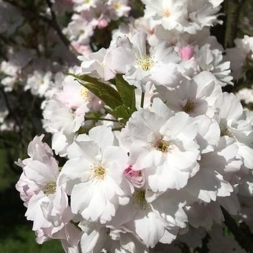 Listnaté stromky a stromy - Třešeň pilovitá Amanogawa výška 60/80cm, 7 litrů, sloupová