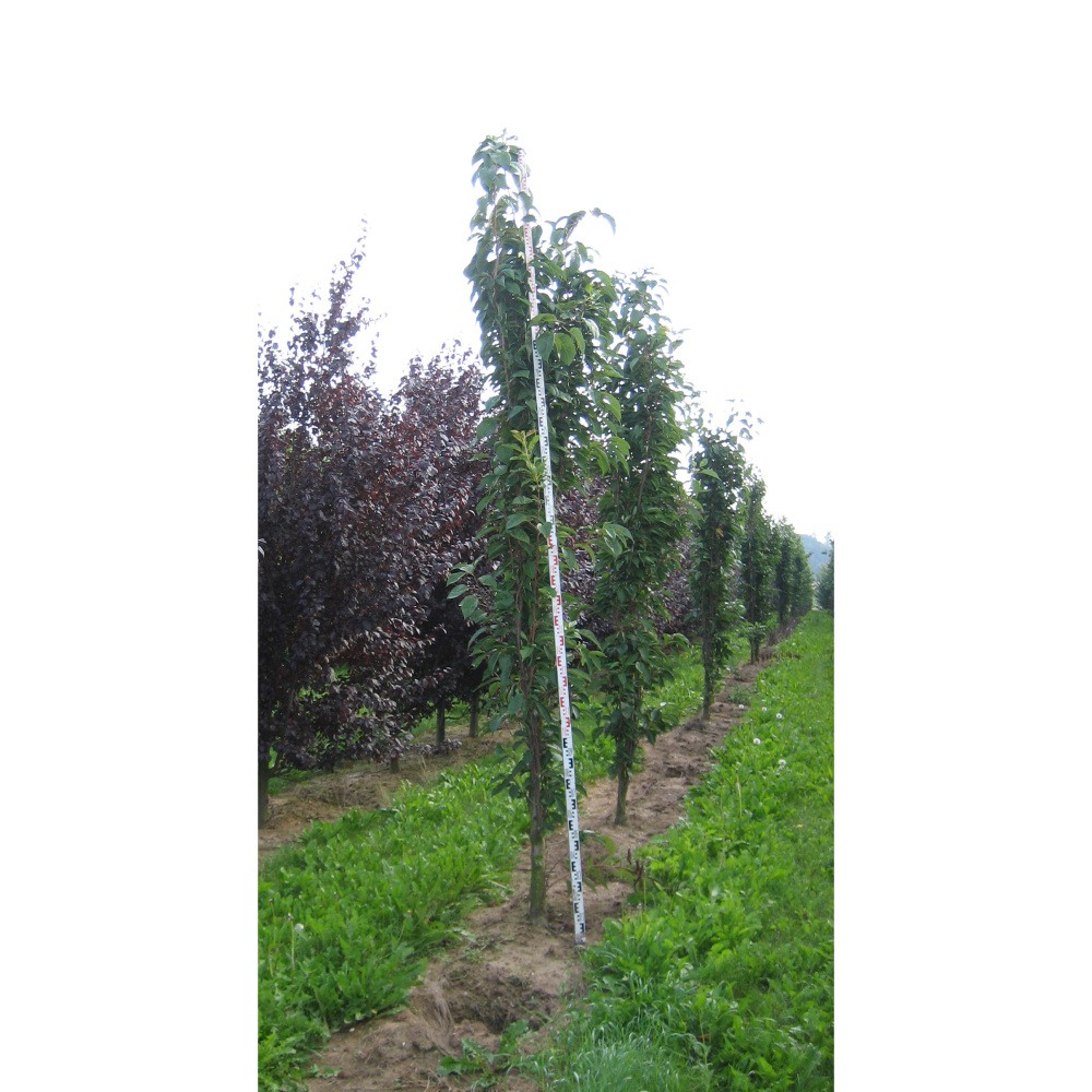 Soliterní stromy - Třešeň pilovitá Amanogawa výška kmene 240cm, zemní bal