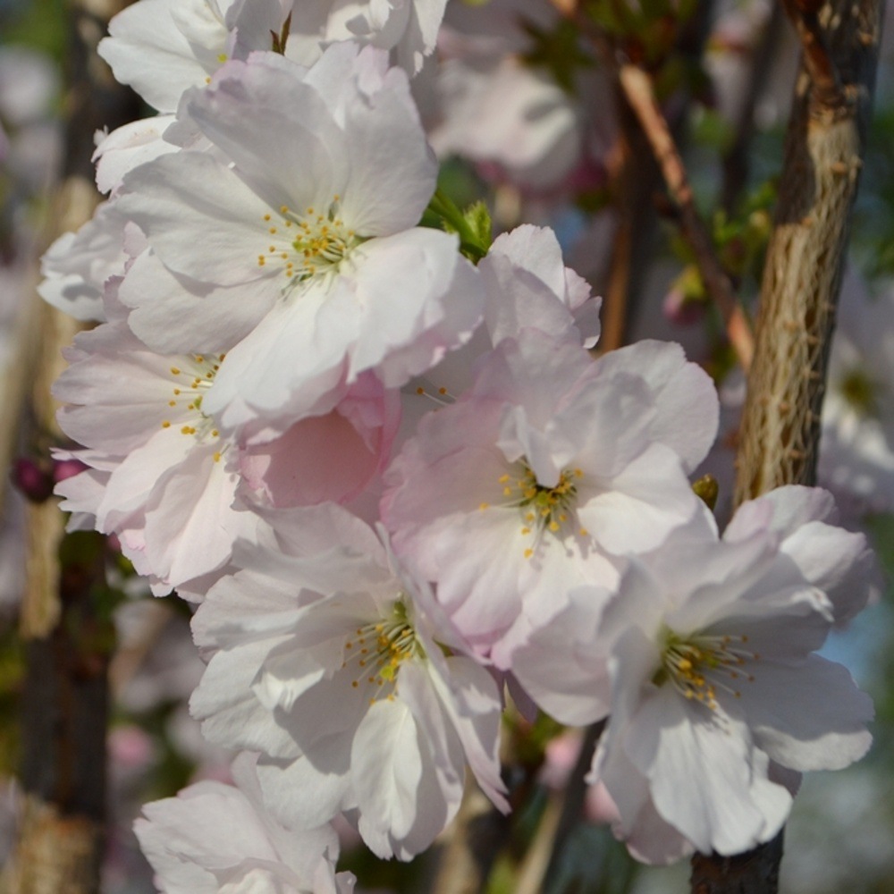 Třešeň pilovitá Amanogawa výška kmene 240cm, zemní bal-0